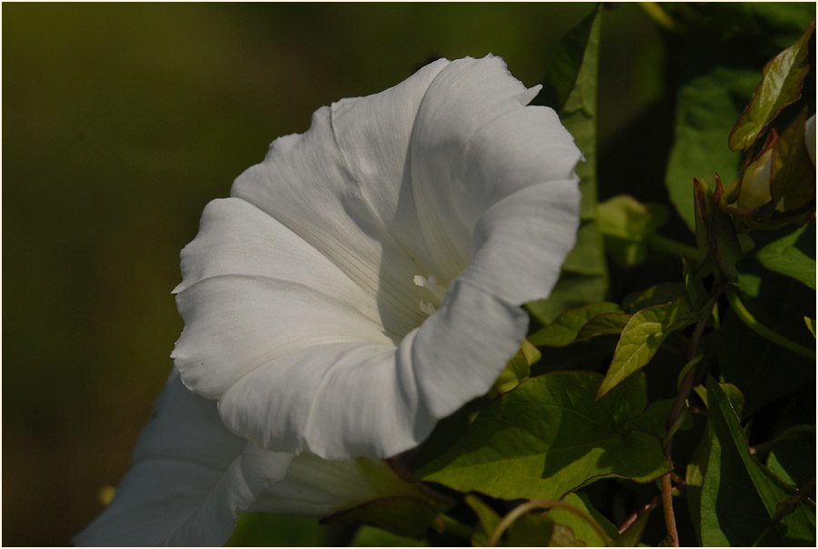 Zaunwinde (Calystegia sepium)