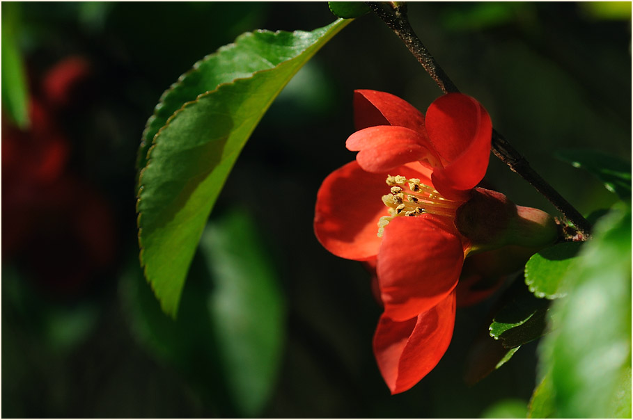 Zierquitte (Chaenomeles speciosa)