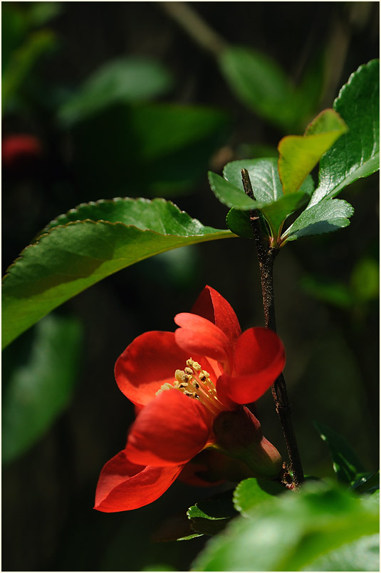 Zierquitte (Chaenomeles speciosa)