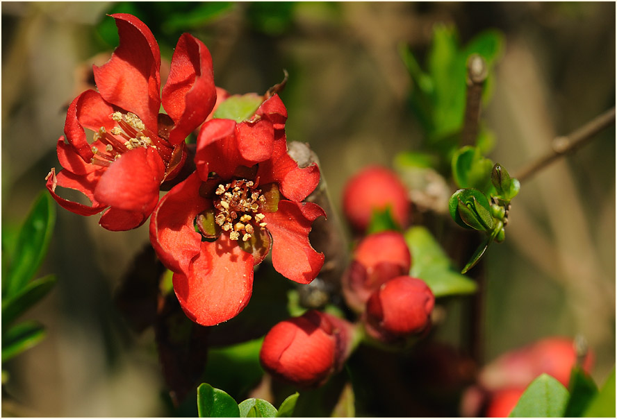 Zierquitte (Chaenomeles speciosa)