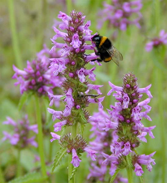 Ziest (Stachys officinalis)