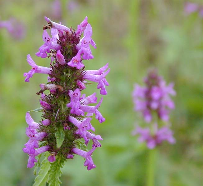 Ziest (Stachys officinalis)