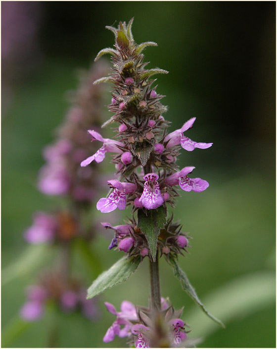 Ziest (Stachys officinalis)