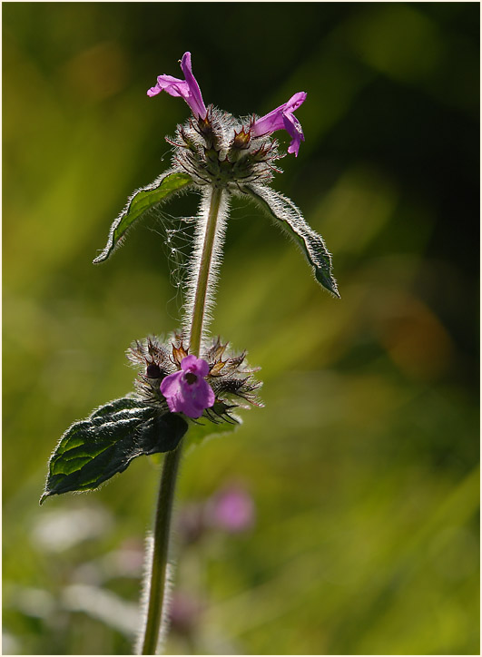 Ziest (Stachys officinalis)