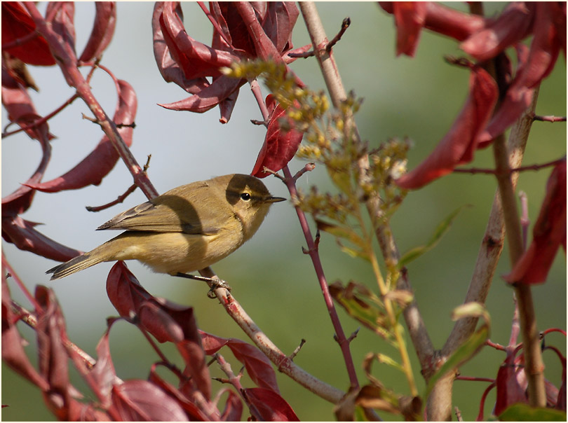 ZilpZalp, Weidenlaubs&auml;nger