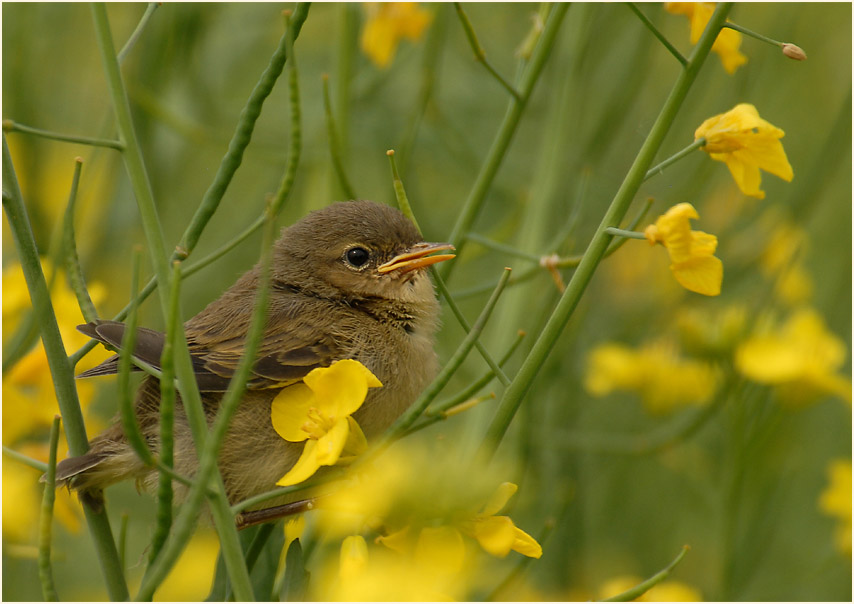 ZilpZalp, Weidenlaubs&auml;nger
