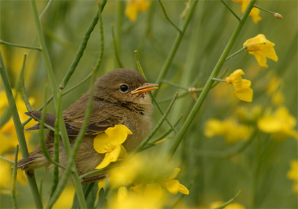 vergr&ouml;&szlig;ern