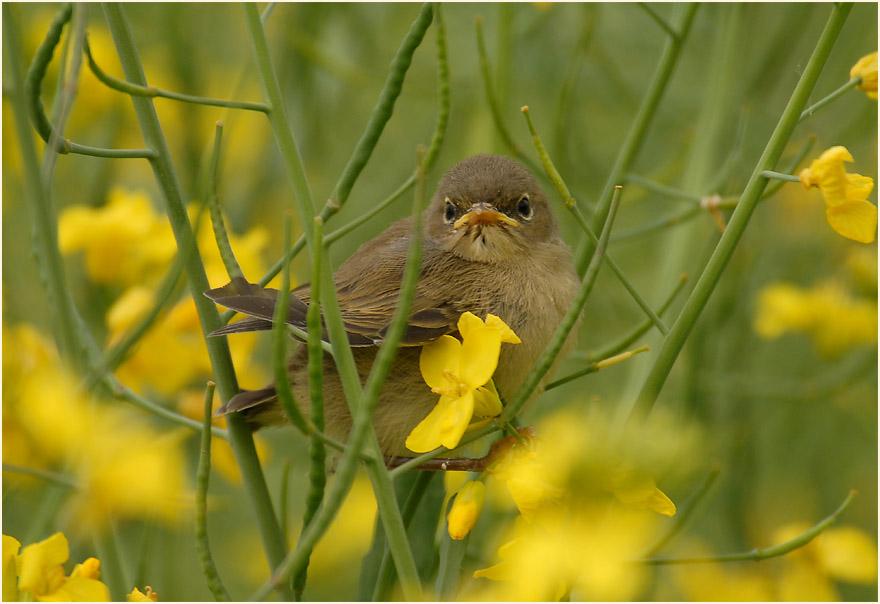 ZilpZalp, Weidenlaubs&auml;nger