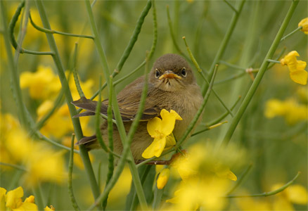 vergr&ouml;&szlig;ern