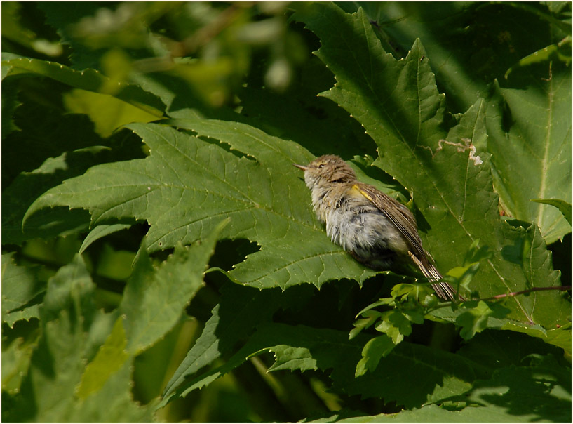 ZilpZalp, Weidenlaubs&auml;nger