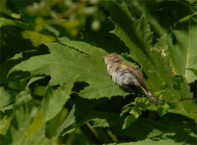 vergr&ouml;&szlig;ern