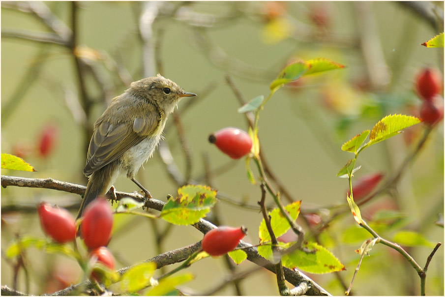 ZilpZalp, Weidenlaubs&auml;nger
