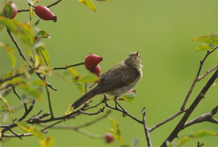 vergr&ouml;&szlig;ern