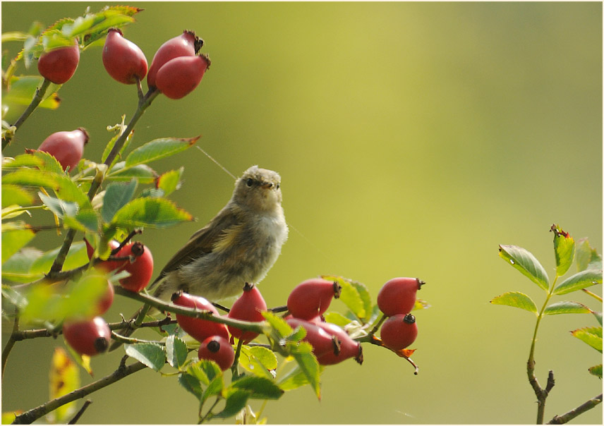 ZilpZalp, Weidenlaubs&auml;nger