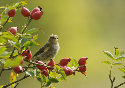 vergr&ouml;&szlig;ern