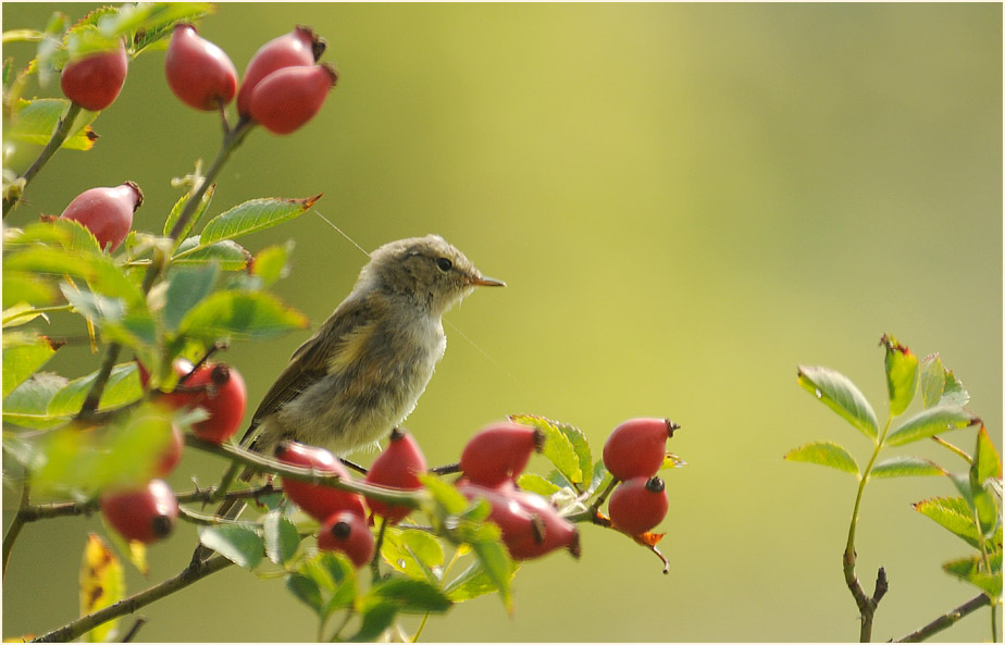 ZilpZalp, Weidenlaubs&auml;nger