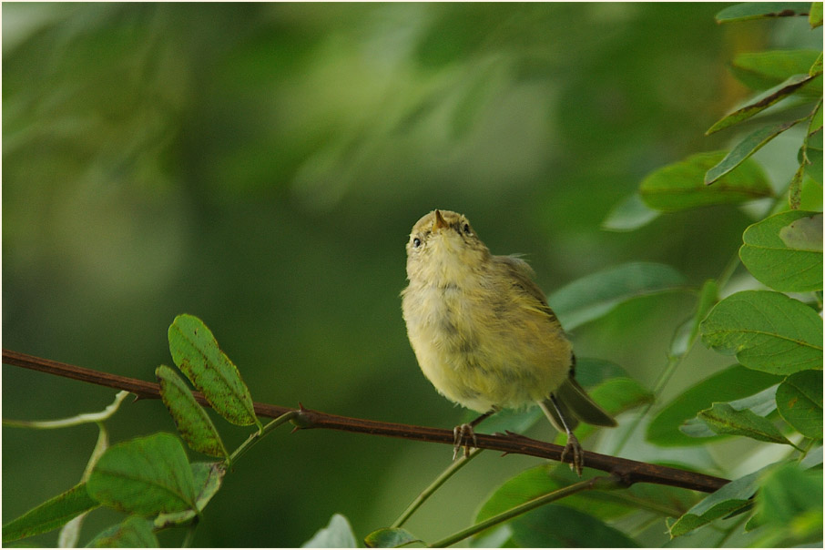 ZilpZalp, Weidenlaubs&auml;nger