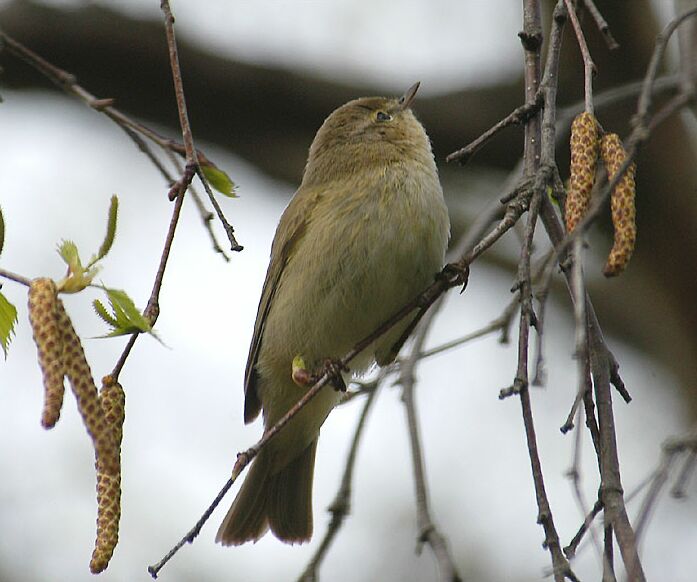ZilpZalp, Weidenlaubs&auml;nger