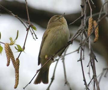 vergr&ouml;&szlig;ern