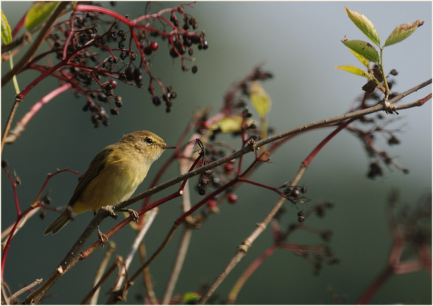 ZilpZalp, Weidenlaubs&auml;nger