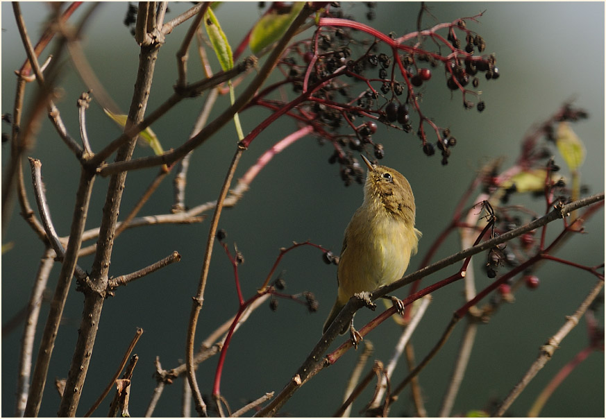 ZilpZalp, Weidenlaubs&auml;nger