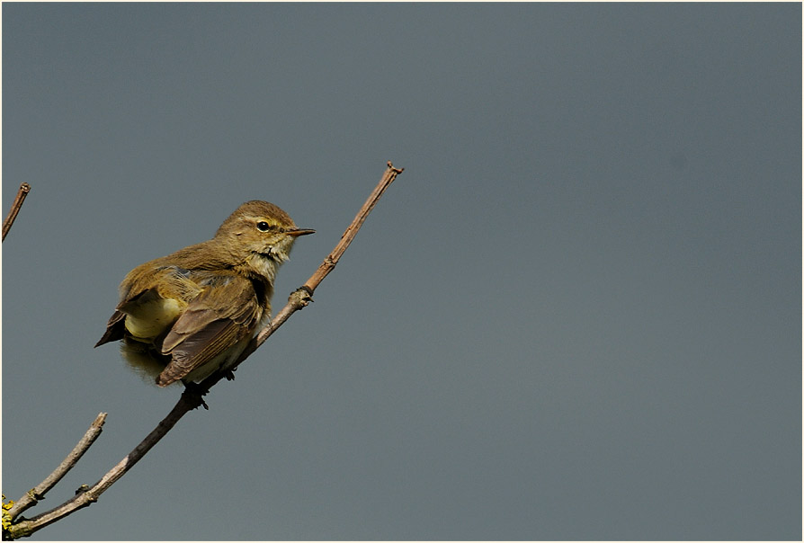 ZilpZalp, Weidenlaubs&auml;nger