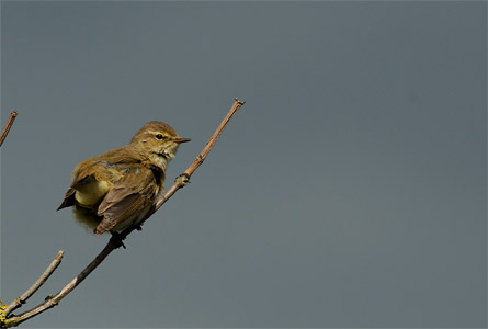 vergr&ouml;&szlig;ern