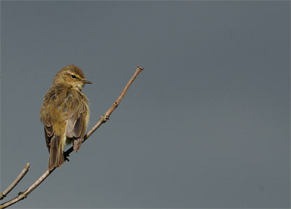 vergr&ouml;&szlig;ern