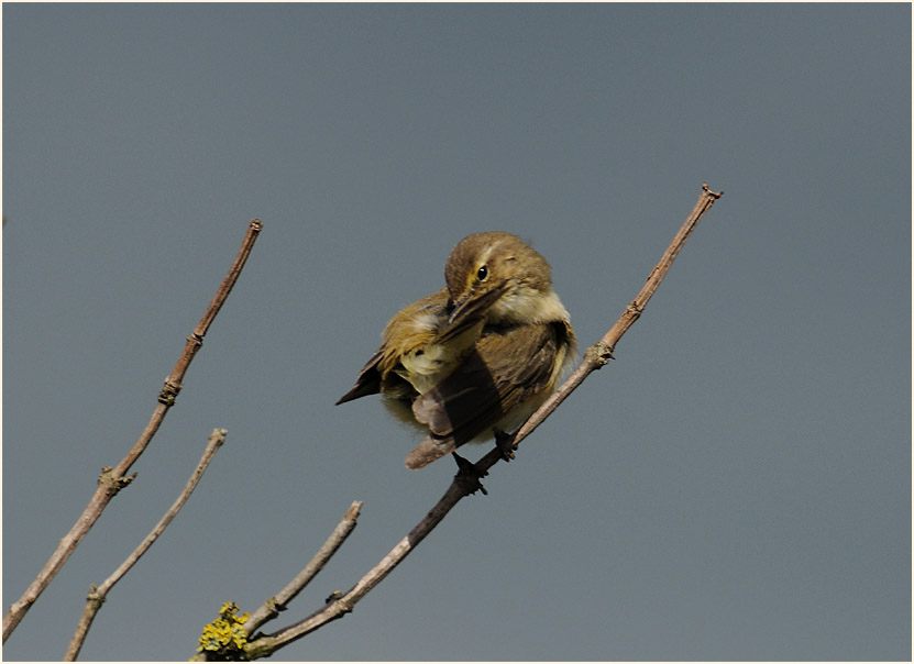 ZilpZalp, Weidenlaubs&auml;nger