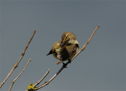 vergr&ouml;&szlig;ern