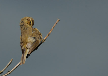 vergr&ouml;&szlig;ern