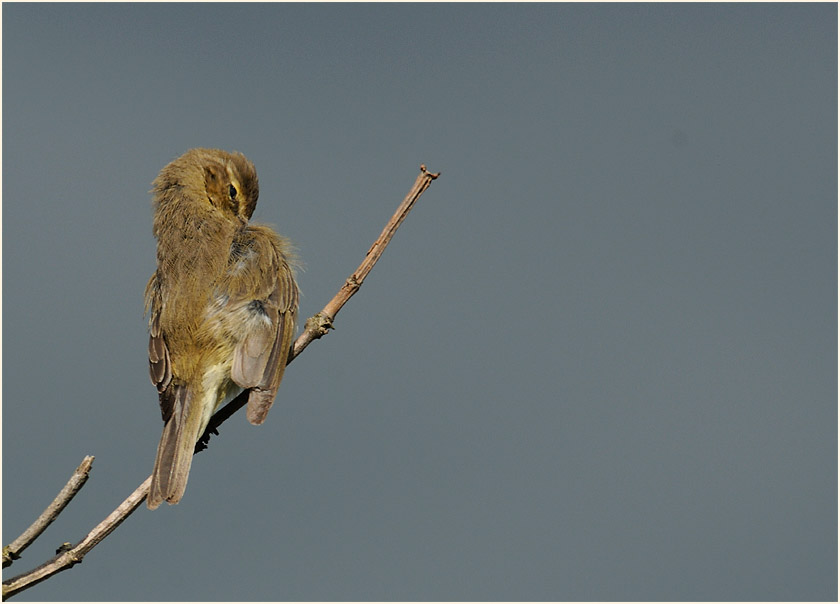 ZilpZalp, Weidenlaubs&auml;nger