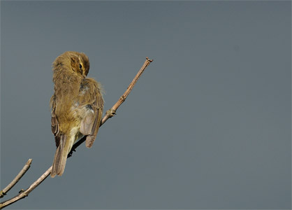 vergr&ouml;&szlig;ern