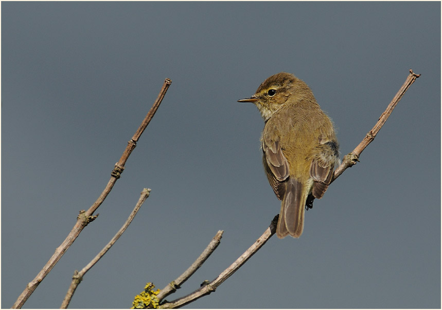 ZilpZalp, Weidenlaubs&auml;nger