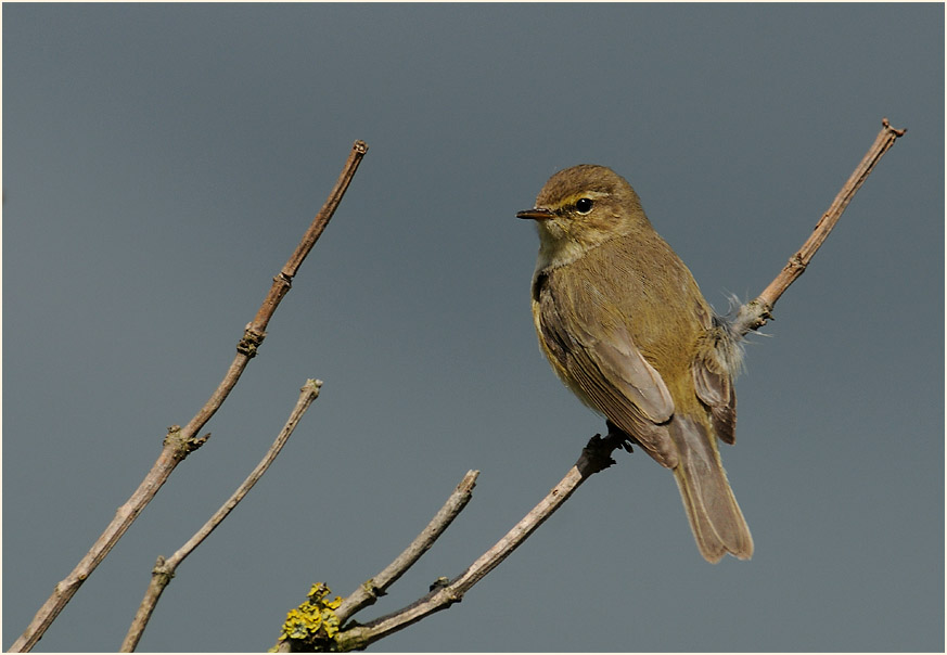 ZilpZalp, Weidenlaubs&auml;nger