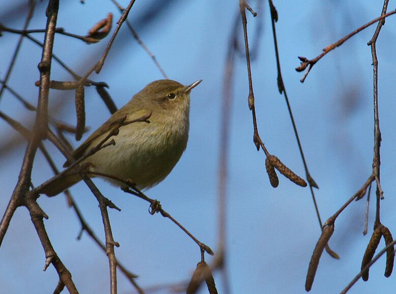 ZilpZalp, Weidenlaubs&auml;nger