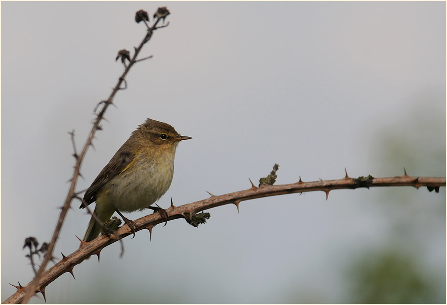 ZilpZalp, Weidenlaubs&auml;nger