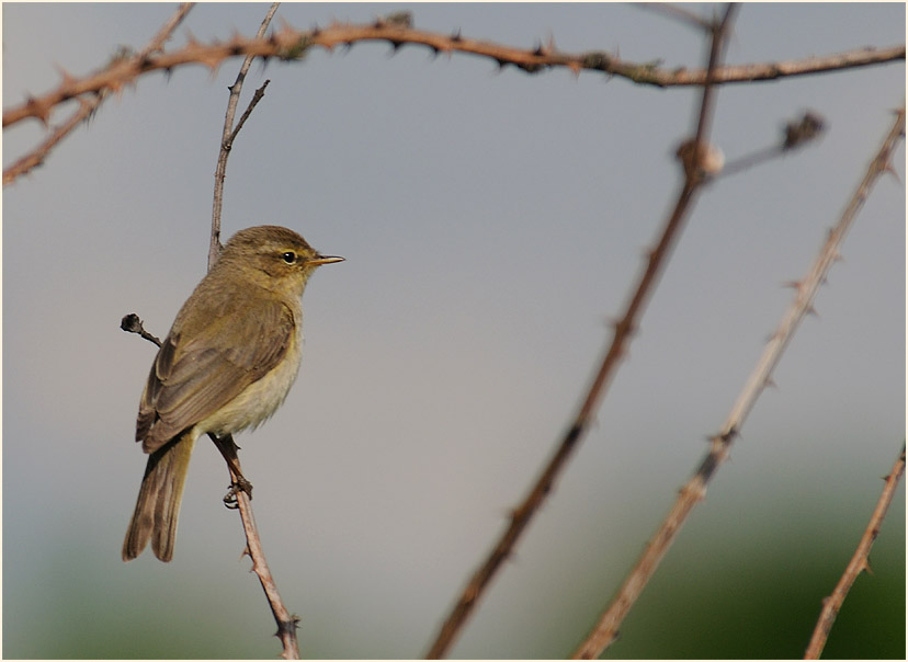 ZilpZalp, Weidenlaubs&auml;nger