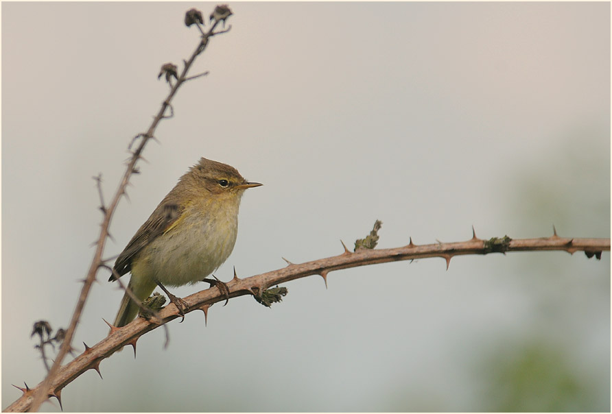 ZilpZalp, Weidenlaubs&auml;nger