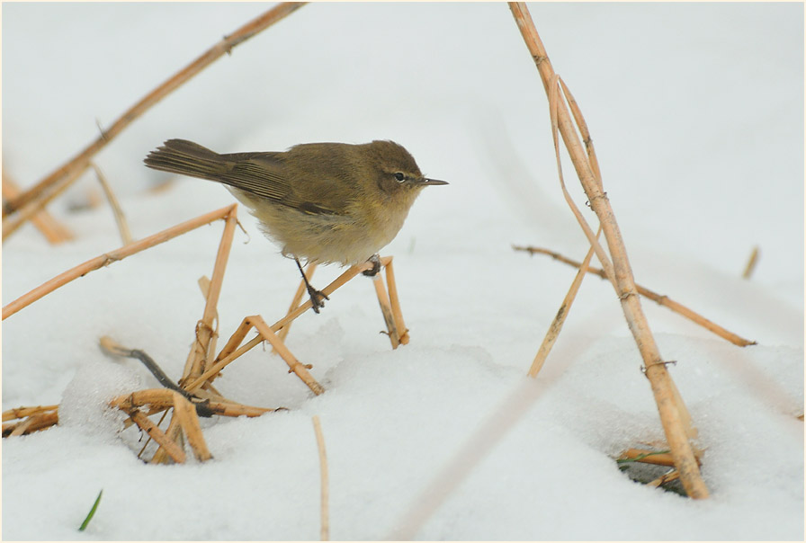 ZilpZalp, Weidenlaubs&auml;nger