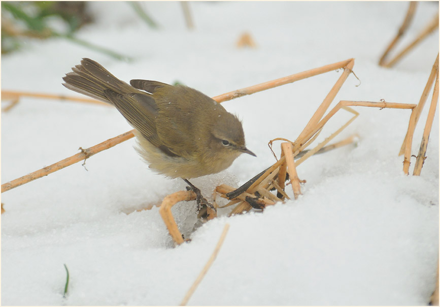 ZilpZalp, Weidenlaubs&auml;nger