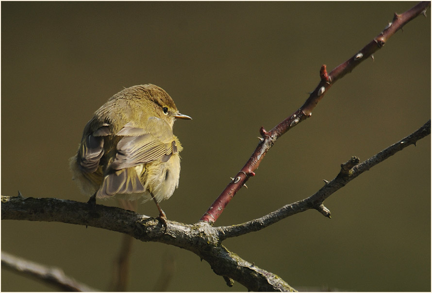 ZilpZalp, Weidenlaubs&auml;nger