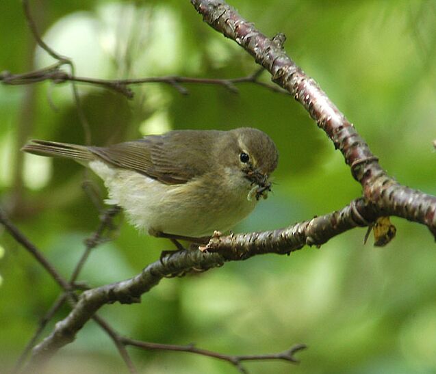ZilpZalp, Weidenlaubs&auml;nger
