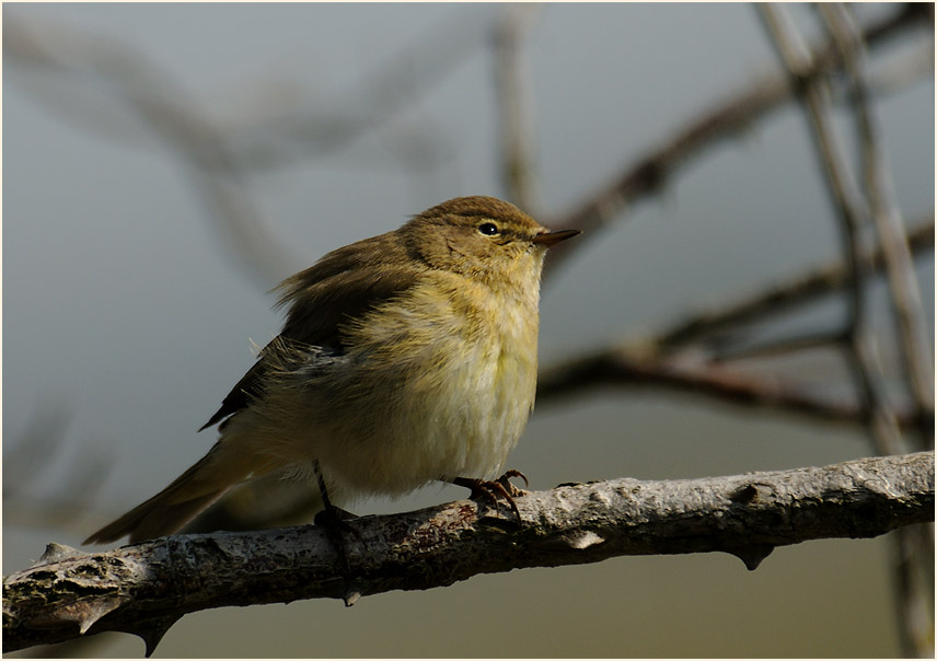ZilpZalp, Weidenlaubs&auml;nger