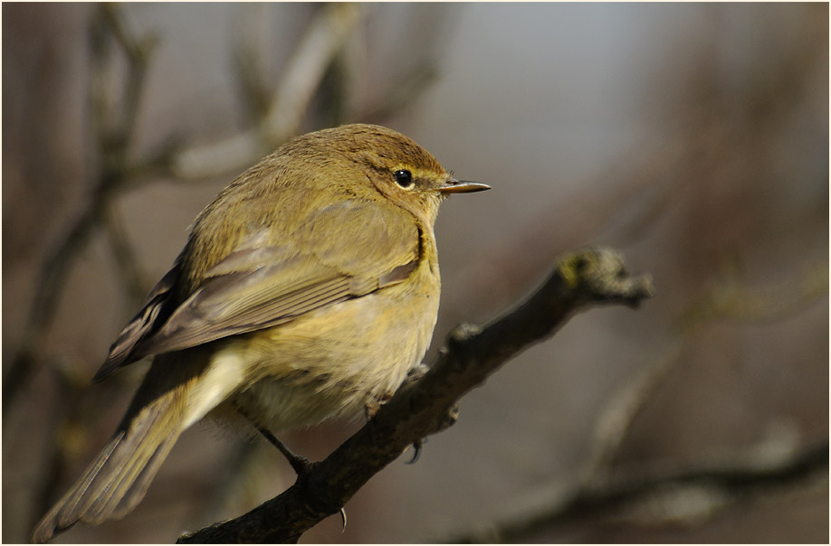 ZilpZalp, Weidenlaubs&auml;nger
