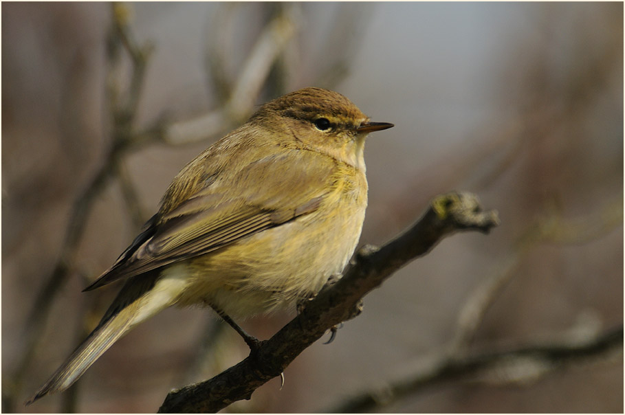 ZilpZalp, Weidenlaubs&auml;nger