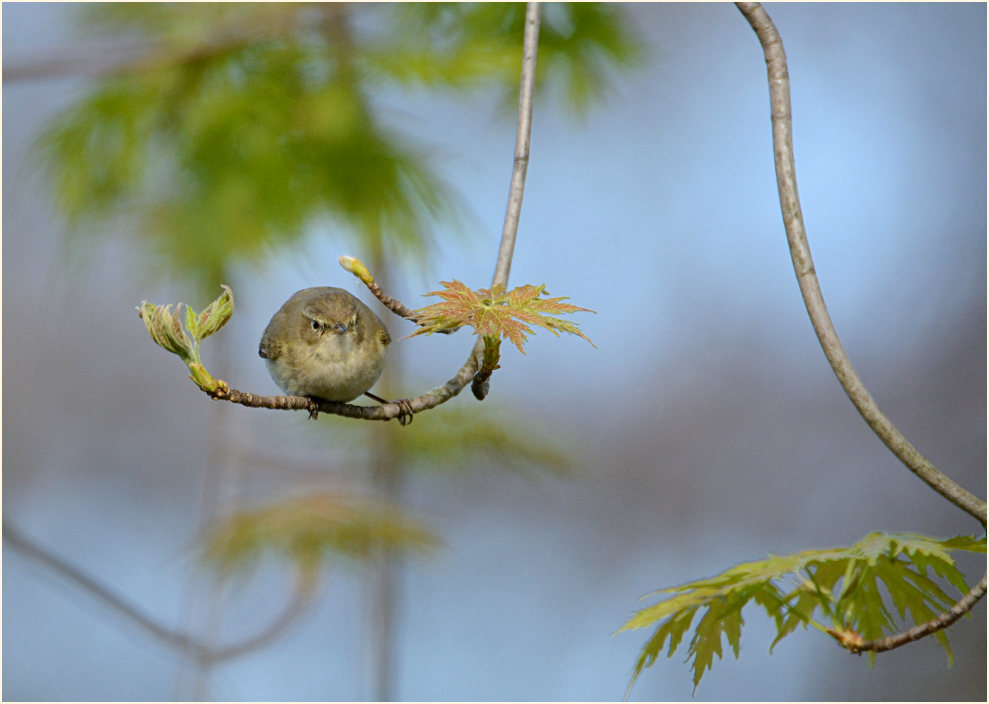 ZilpZalp, Weidenlaubs&auml;nger