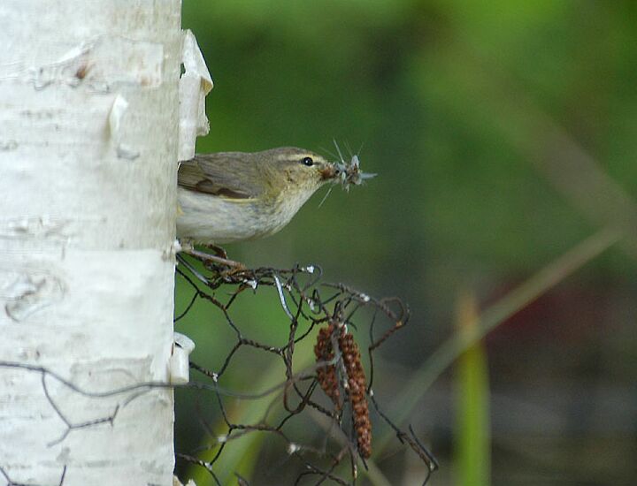 ZilpZalp, Weidenlaubs&auml;nger