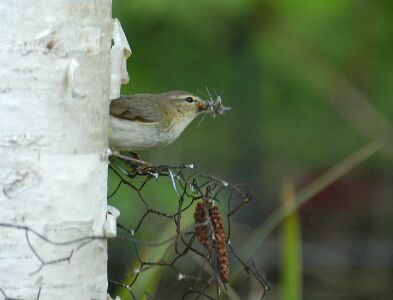 vergr&ouml;&szlig;ern