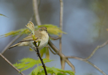 vergr&ouml;&szlig;ern